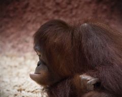 Orangutan