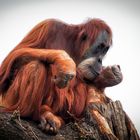 orangutan