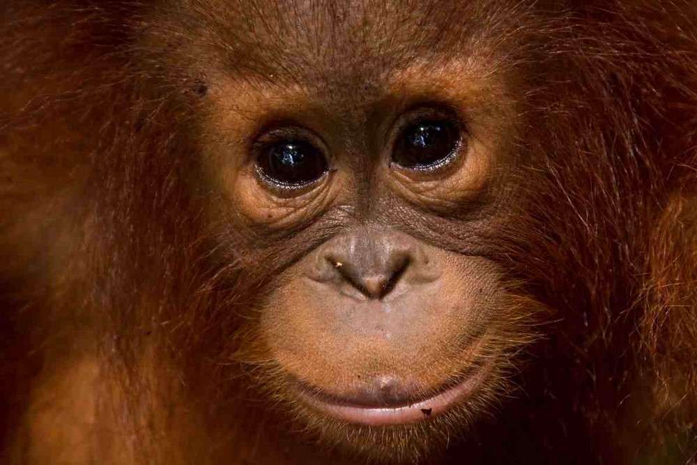 Orangutan