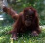 orangutan by Trixi Schneider 