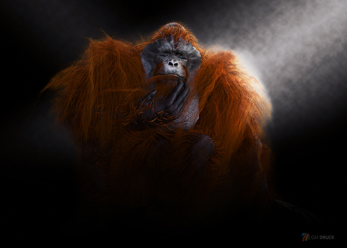 Orangutan