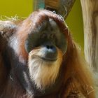 Orangutan