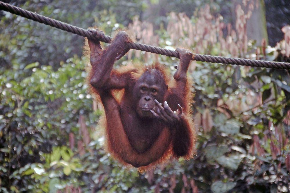 Orangutan auf Borneo