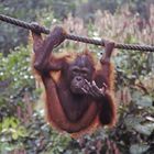 Orangutan auf Borneo