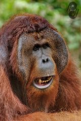 Orangutan