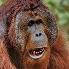 Orangutan