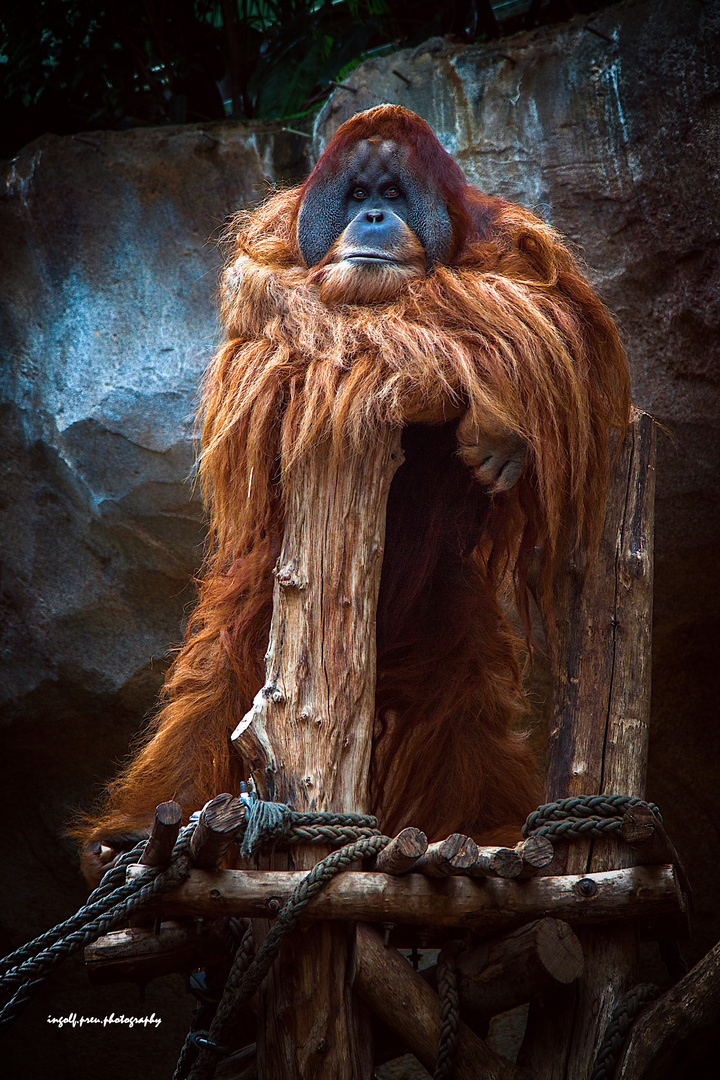 OrangUtan