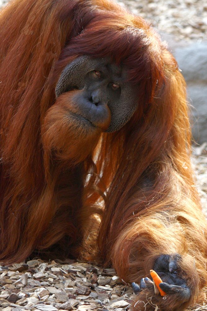 Orangutan von vilkas 