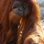 Orangutan