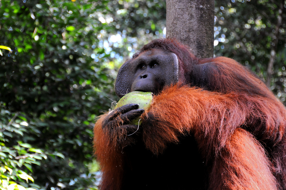 ORANGUTAN DEL BORNEO