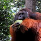 ORANGUTAN DEL BORNEO