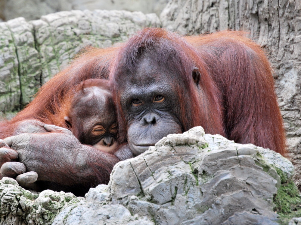 Orangután hembr con cria