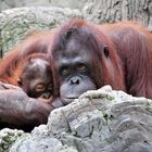 Orangután hembr con cria