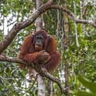 orangutan in jungle of  borneo