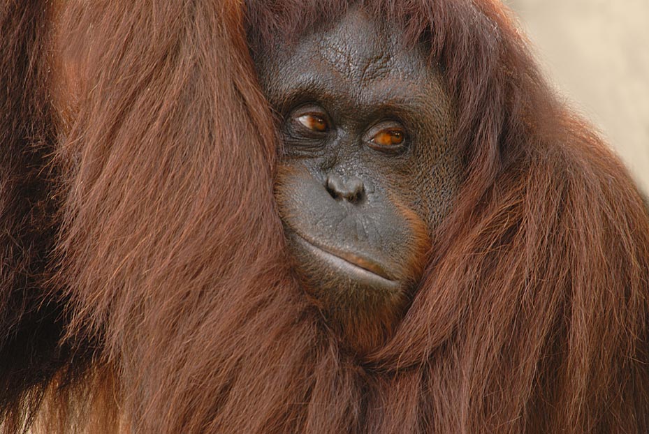 Orangutan, Just Hanging Out