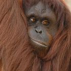 Orangutan, Just Hanging Out