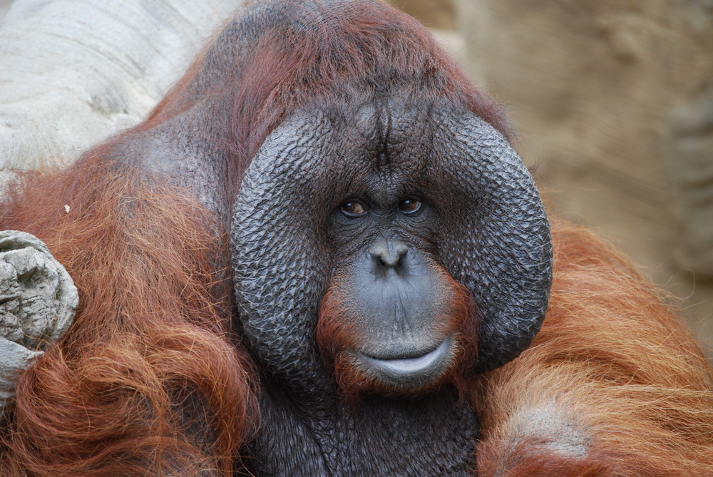 Orangután macho