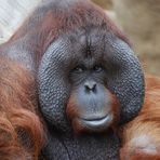 Orangután macho