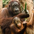 Orangutan Mutter und Kind