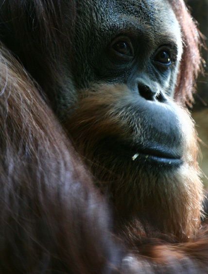 Orangutan Orang Utan Orang-Utan