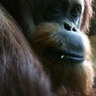 Orangutan Orang Utan Orang-Utan