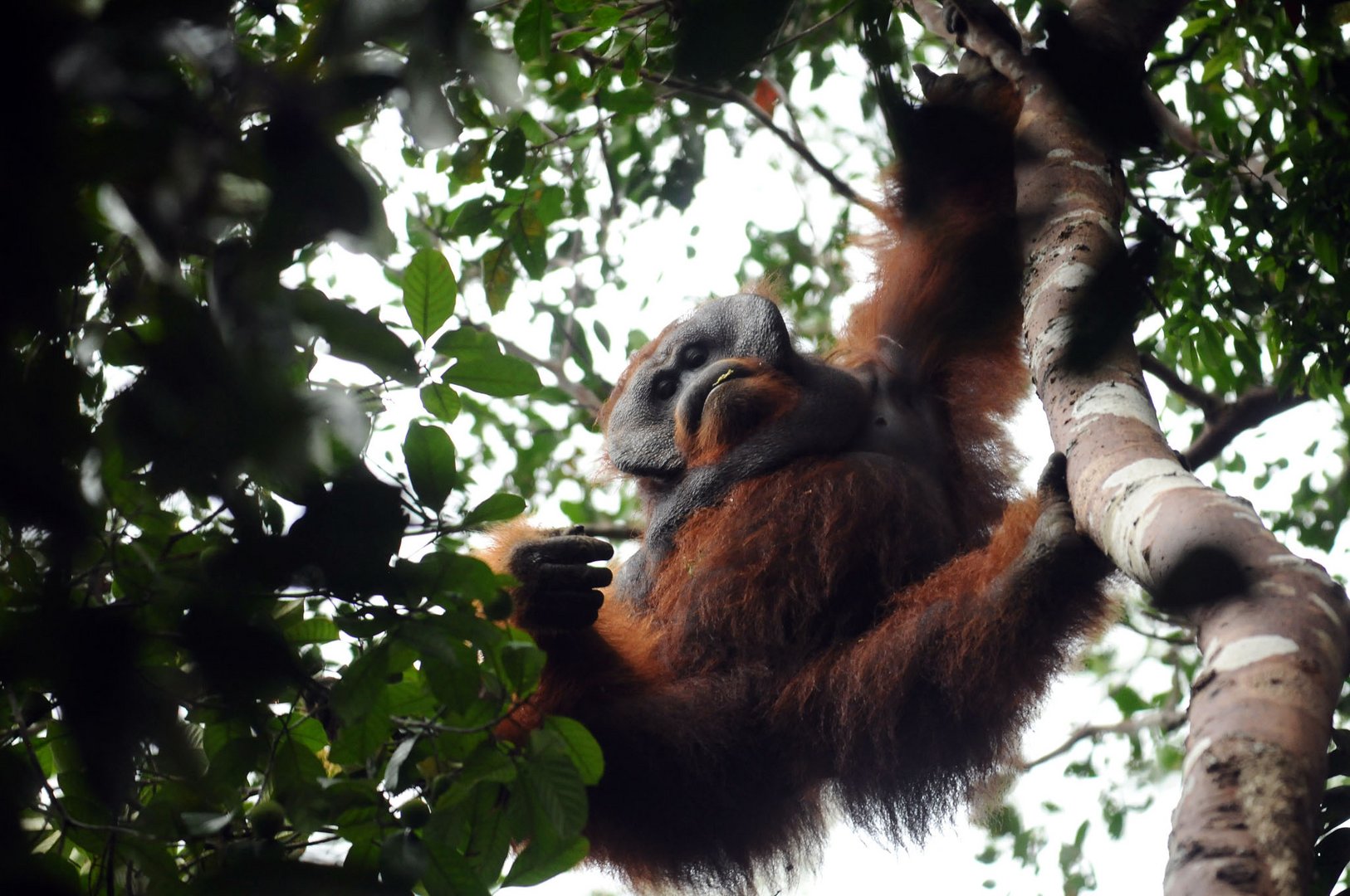 orangutan {pongo pygmaeus pygmaeus}