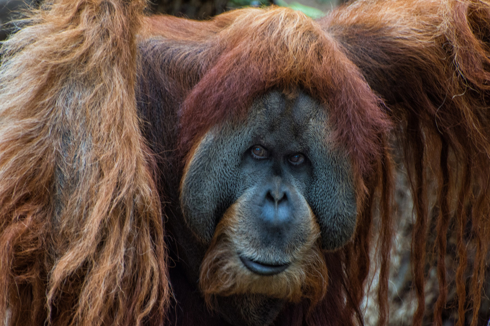 Orangutan Portrait