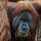 Orangutan Portrait