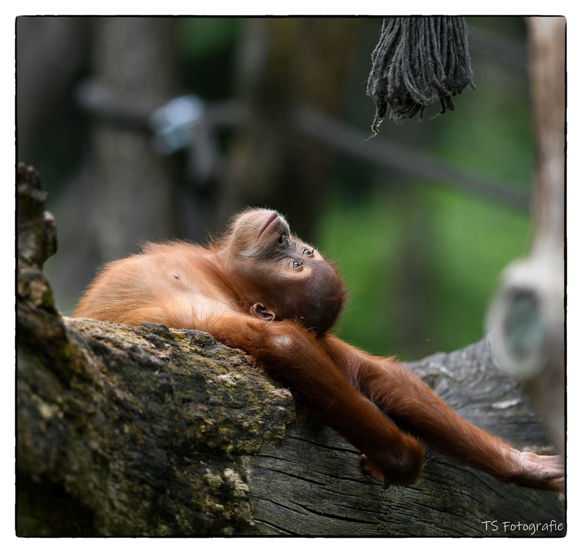 Orangutan  "Sat-Chit-Ananda" 2