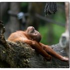 Orangutan  "Sat-Chit-Ananda" 2