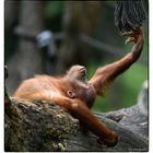 Orangutan  "Sat-Chit-Ananda"