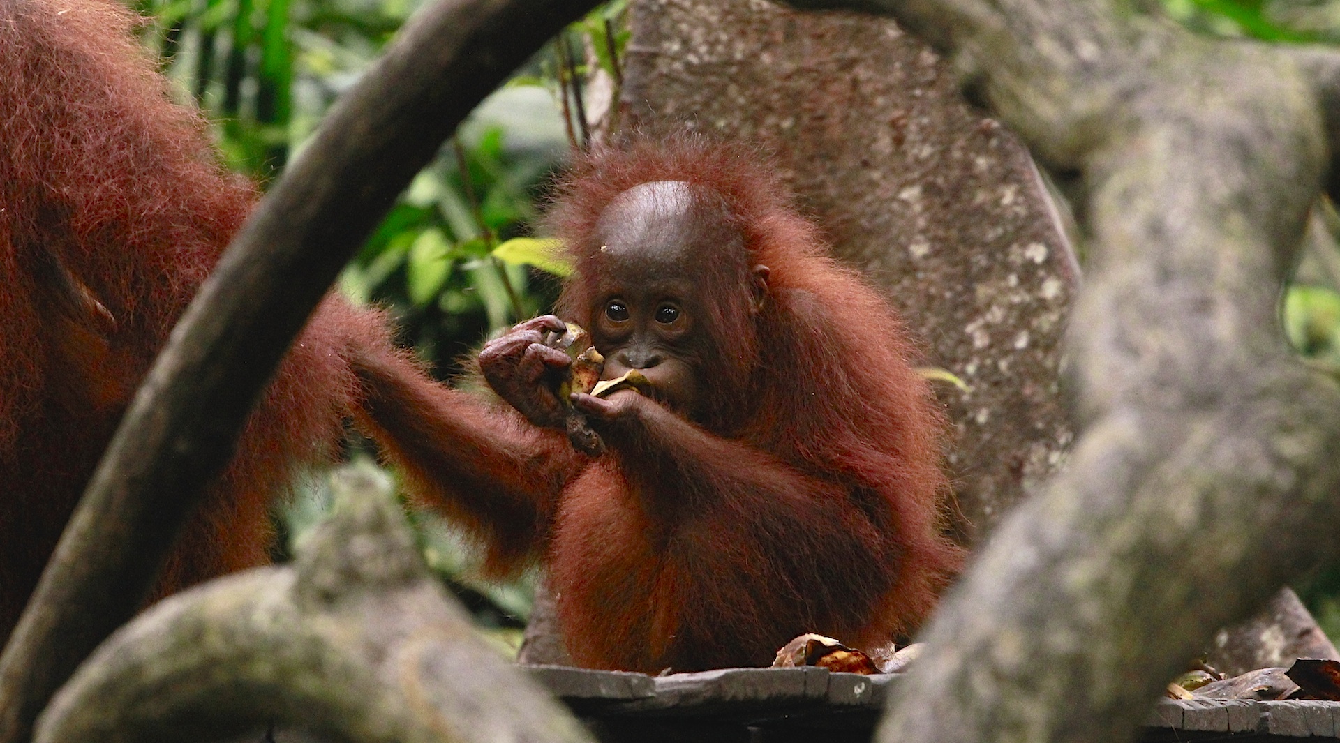 Orangutan - Tanjung Puting National Park - Borneo - Indonesien