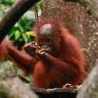 Orangutan - Tanjung Puting National Park - Borneo - Indonesien