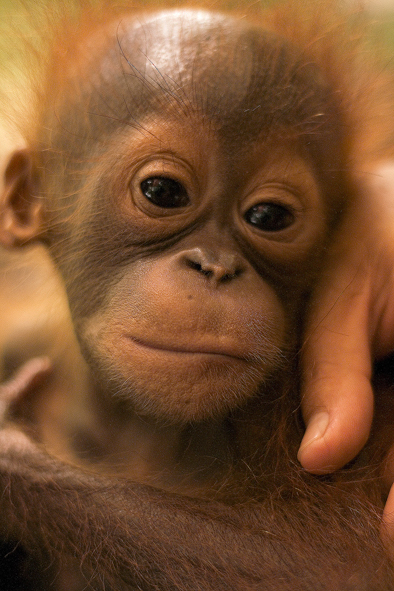 Orangutan-Waise Baby