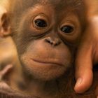 Orangutan-Waise Baby