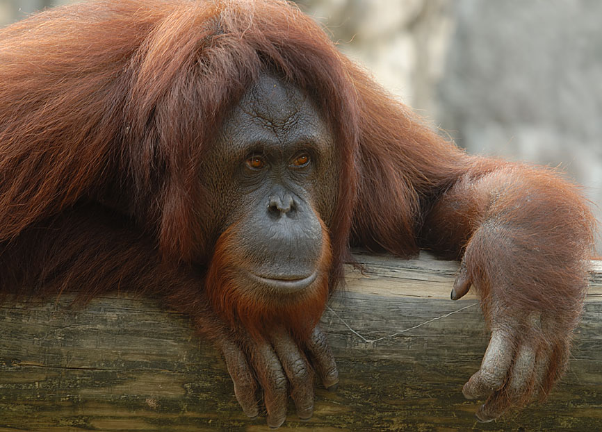 Orangutan Watching