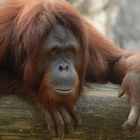 Orangutan Watching