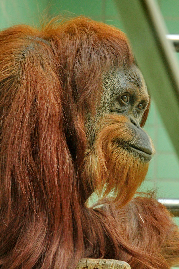 Orangutan Wilhelma Stuttgart