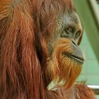 Orangutan Wilhelma Stuttgart