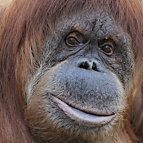 Orangutan Zoo Gelsenkirchen