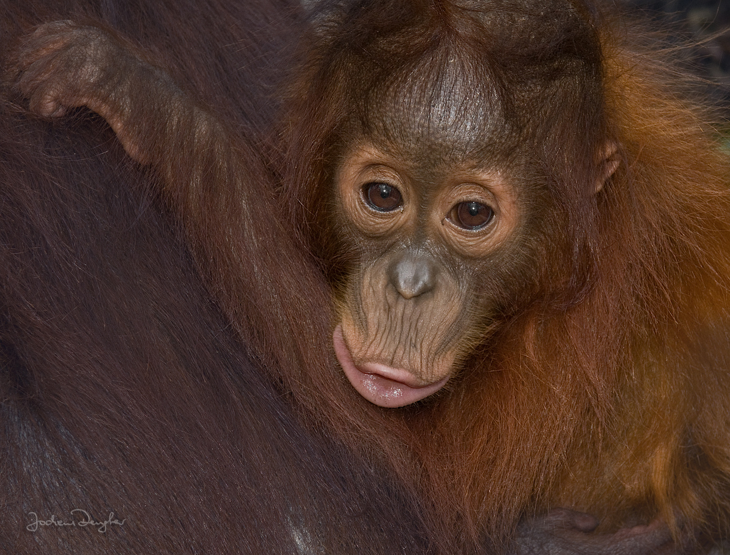 Orangutan_baby