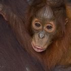 Orangutan_baby