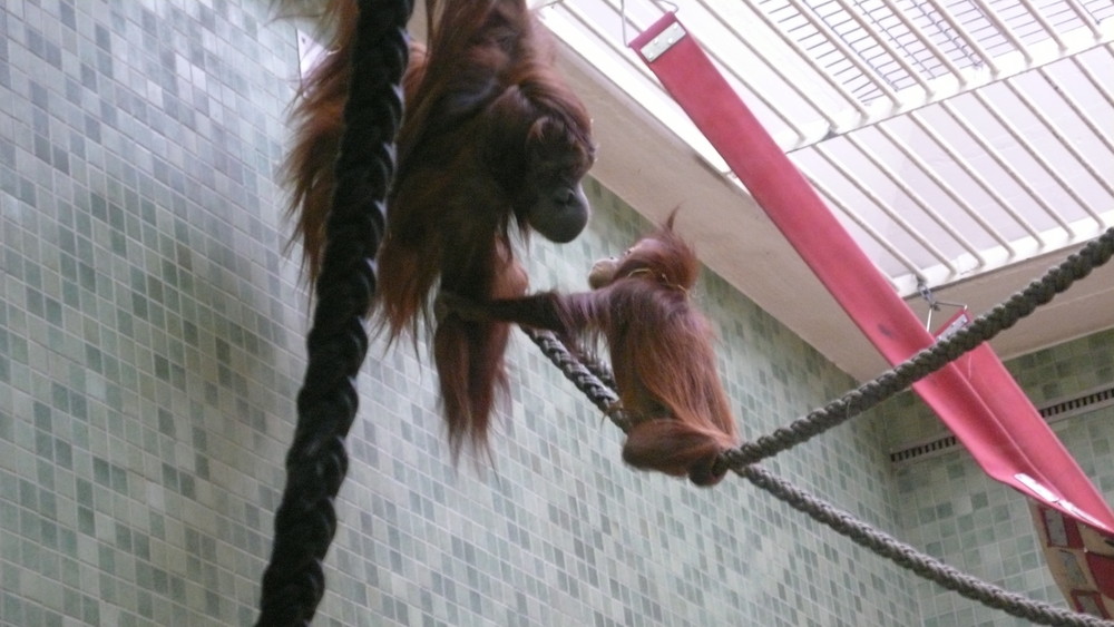 Orangutanbaby- Knuts Nachbarn
