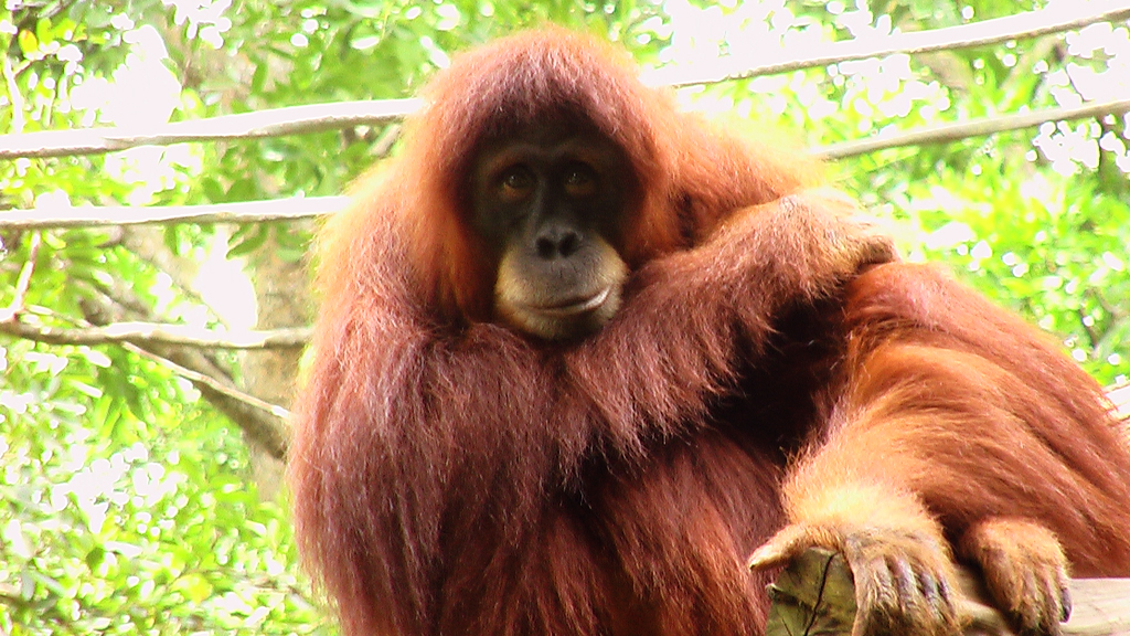 Orangutang at Singapore Zoo