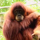 Orangutang at Singapore Zoo