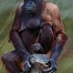 Orangutang...