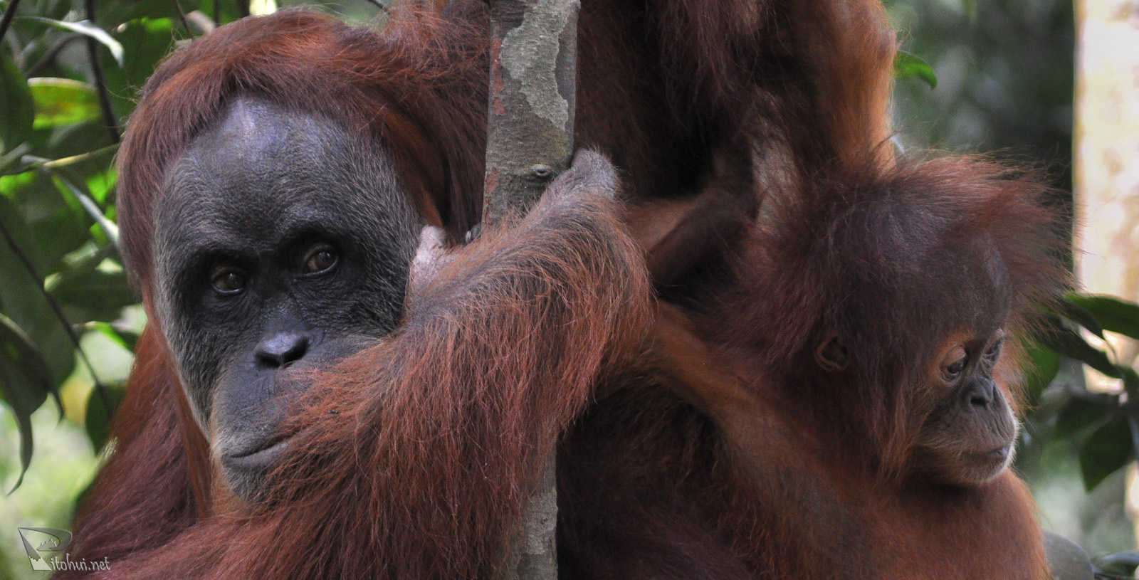 Orangutans auf Sumatra