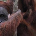 Orangutans auf Sumatra