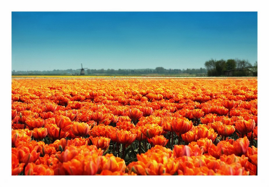 ORANJE