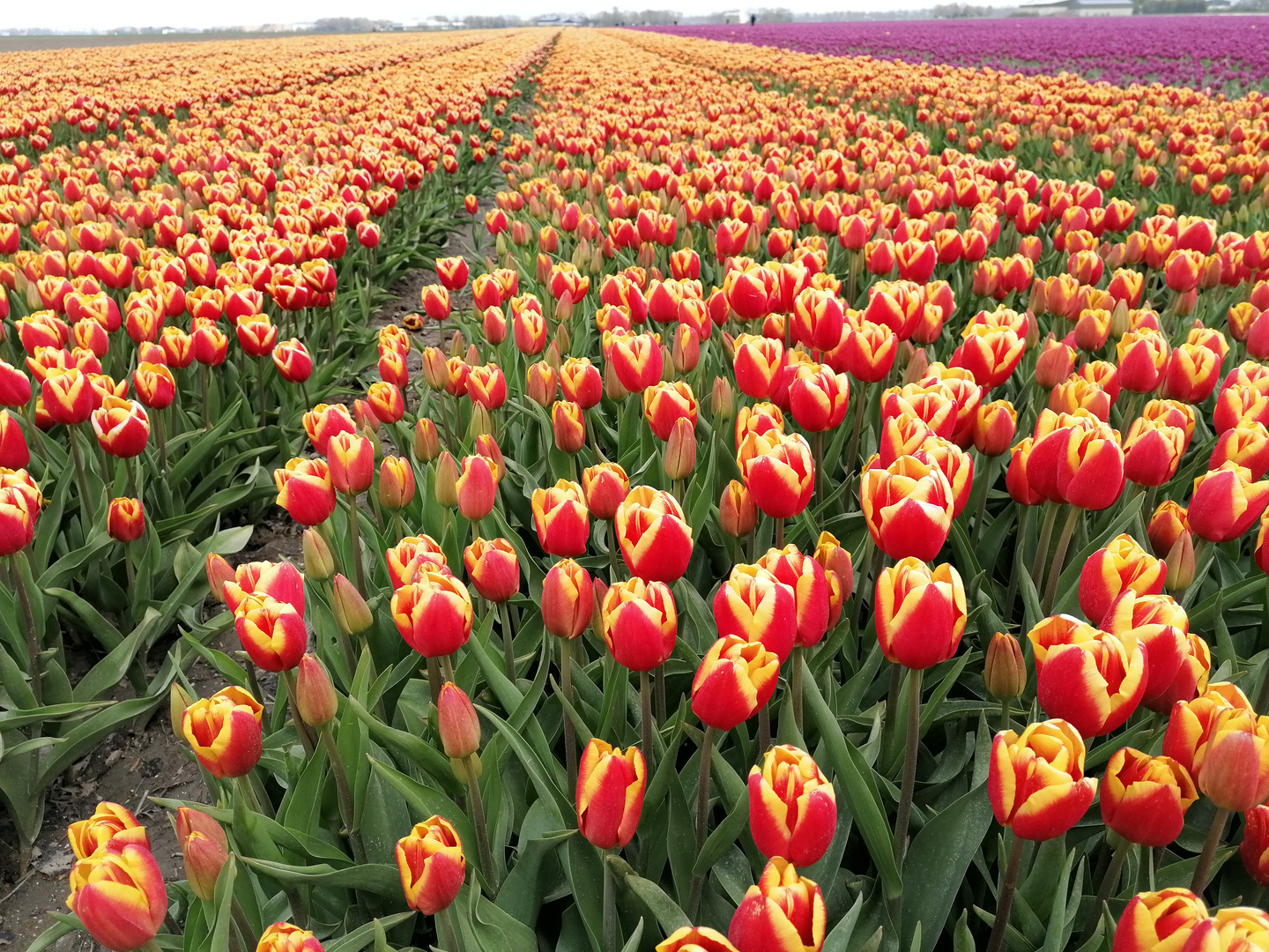 Oranje boven